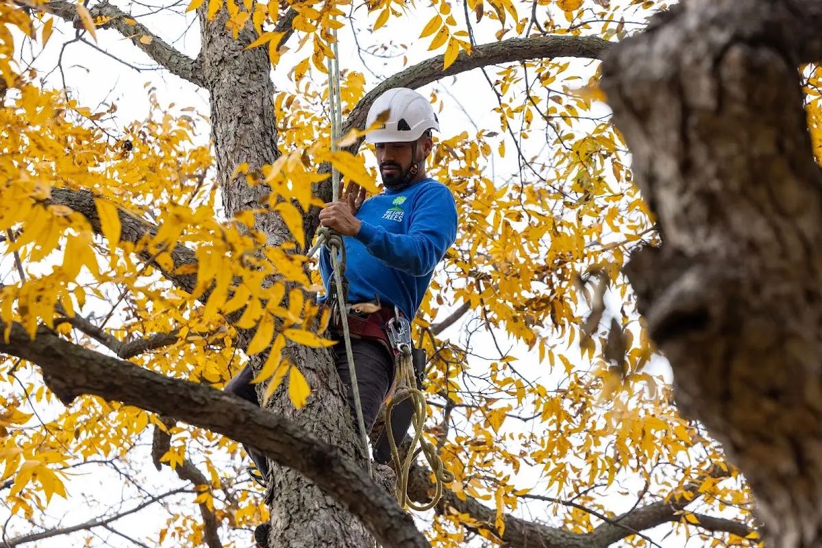 Skilled Tree Planing crew working in Elizabeth City