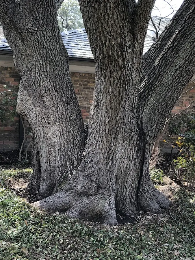 Mature heritage tree close to a Elizabeth City property cared for by certified arborists